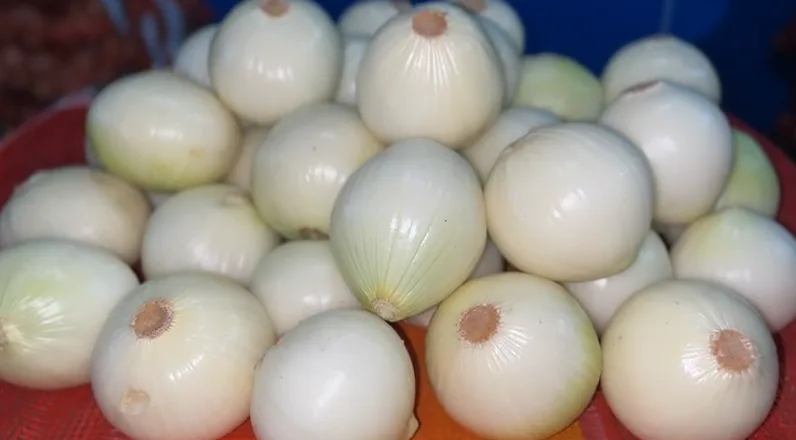 Bawang Bombay Kupas Bulat Murah